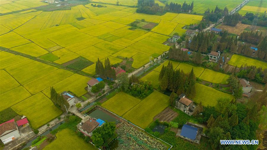 CHINA-HUNAN-NANXIAN-PADDY FIELD (CN)