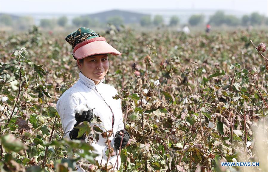 UZBEKISTAN-SYRDARYA-COTTON HARVEST