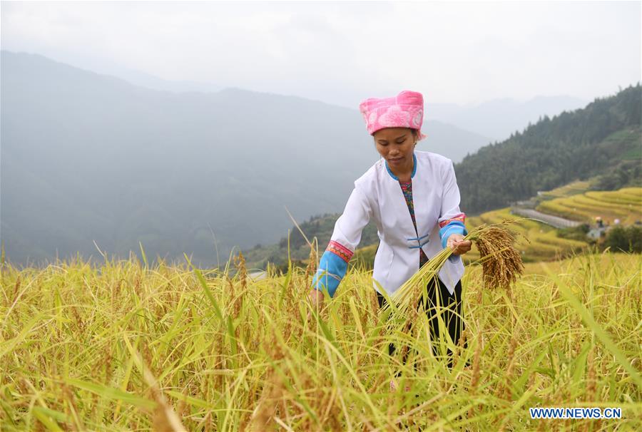 CHINA-GUANGXI-RICE-HARVEST (CN)