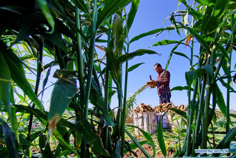 CHINA-HEBEI-GINGER-HARVEST (CN)