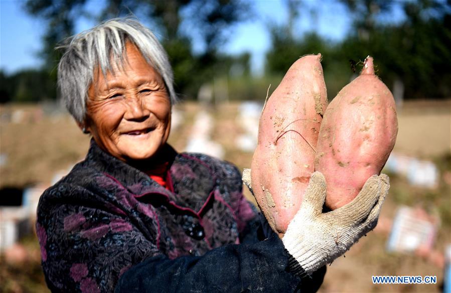 CHINA-HEBEI-SWEET POTATO (CN)