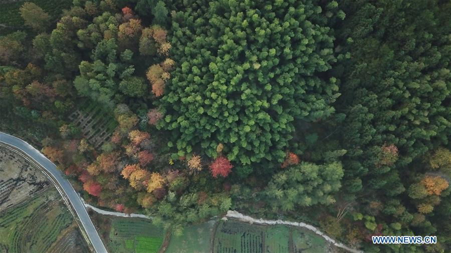 CHINA-ANHUI-HUANGSHAN-COUNTRYSIDE-SCENERY (CN)