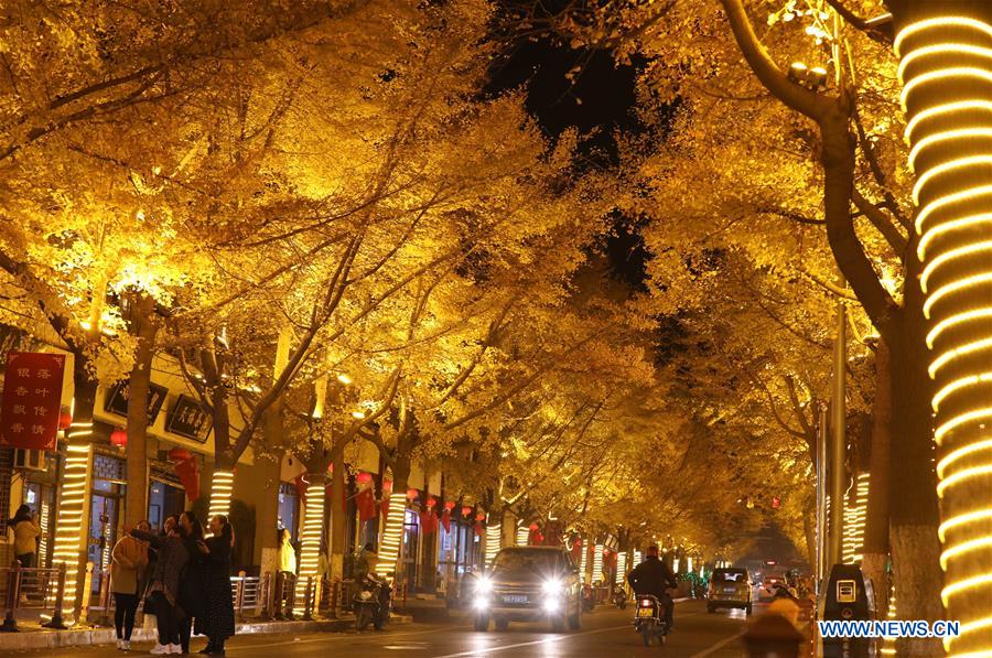 CHINA-GANSU-TIANSHUI-GINGKO TREE (CN)