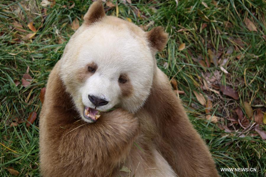 CHINA-SHAANXI-CAPTIVE BROWN GIANT PANDA-ADOPTION (CN)