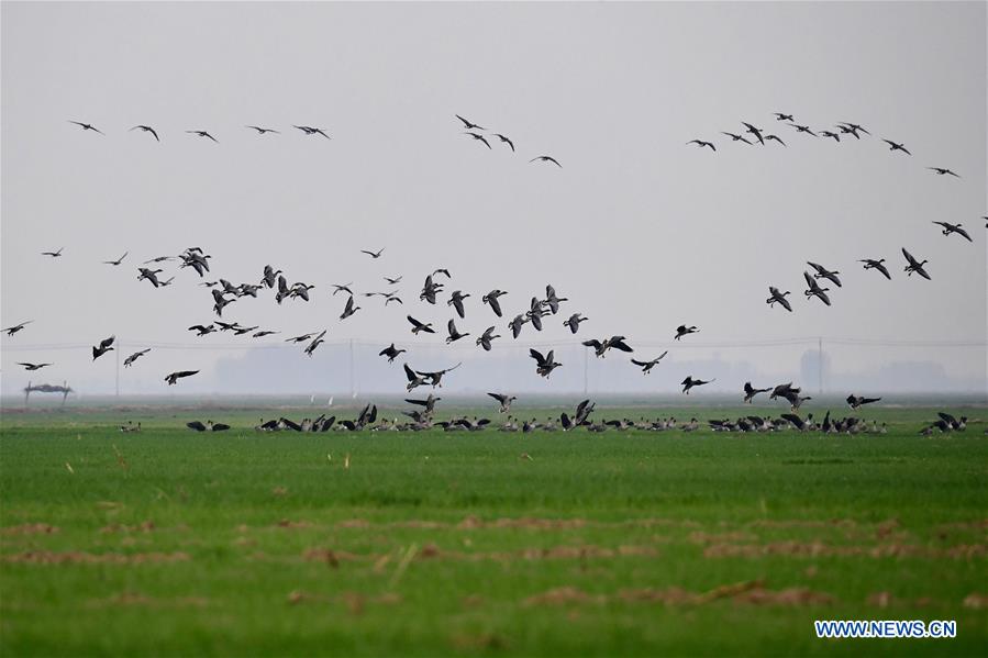 CHINA-HENAN-YELLOW RIVER-WETLAND-MIGRANT BIRD (CN)