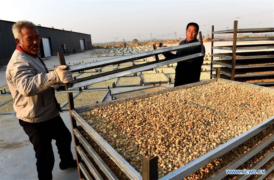 CHINA-HEBEI-NANHE-CHINESE HERBAL MEDICINE-PLANTING (CN)