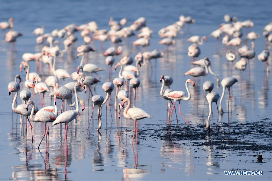 KUWAIT-KUWAIT CITY-NATURE-BIRDS