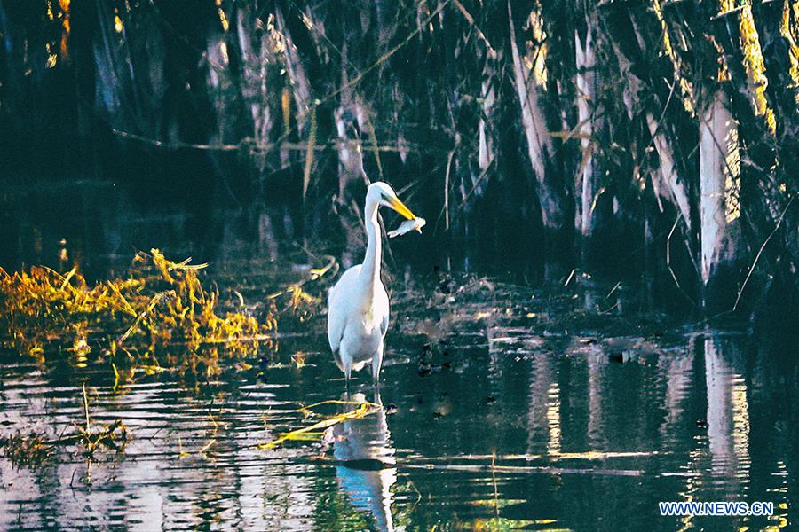 CHINA-INNER MONGOLIA-EGRETS (CN)