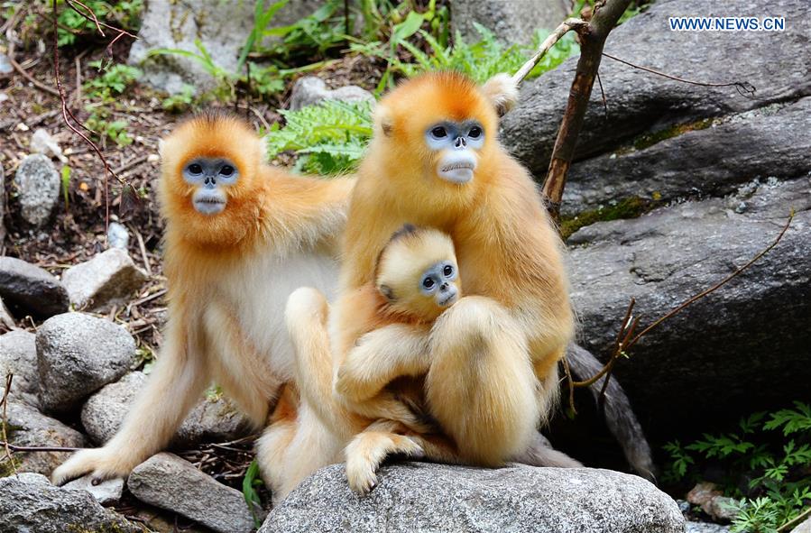 CHINA-SHAANXI-QINLING MOUNTAINS-BIO-DIVERSITY (CN)