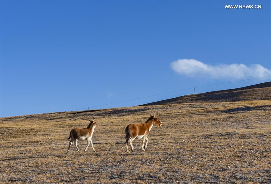 CHINA-TIBET-NAGQU-WILD ANIMALS (CN)