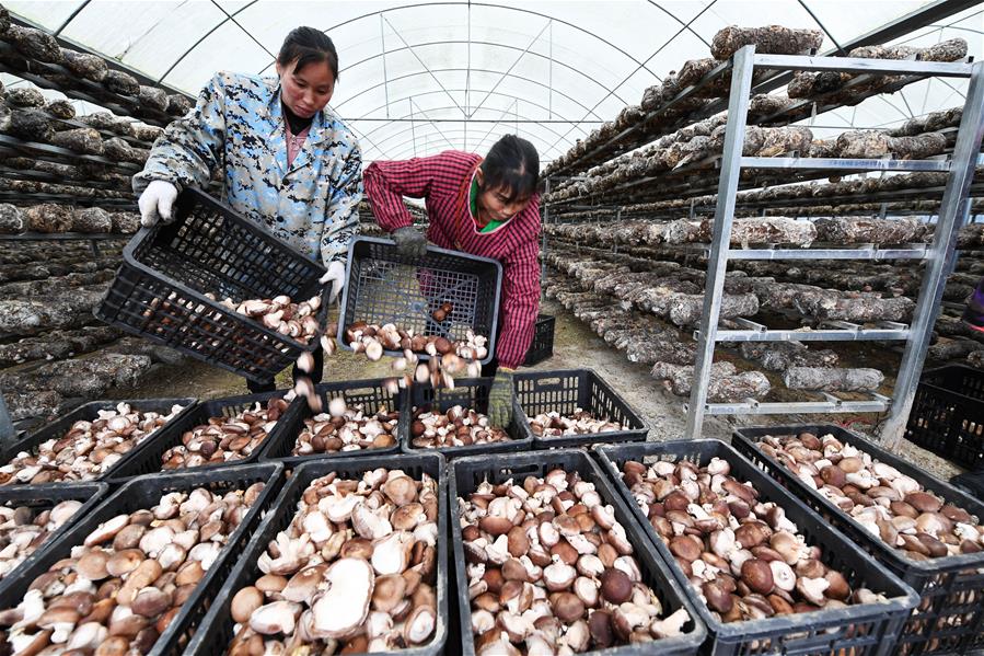 CHINA-GUIZHOU-TONGREN-ORGANIC AGRICULTURE (CN)