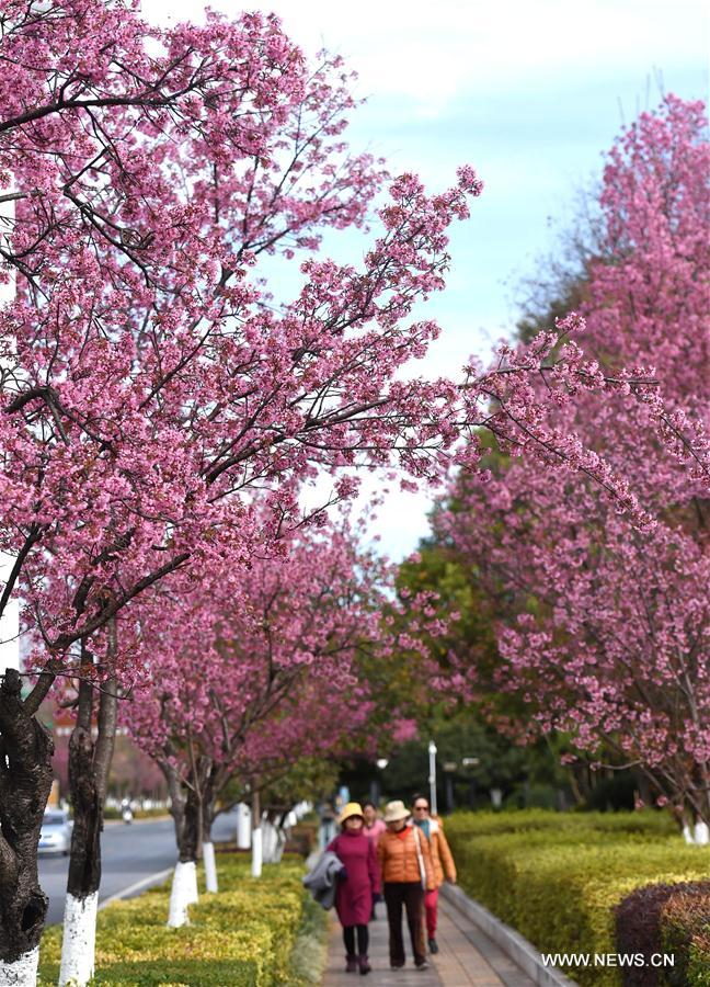 CHINA-YUNNAN-KUNMING-CHERRY BLOSSOM (CN)