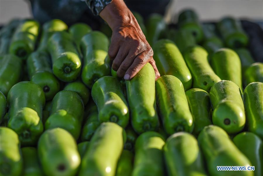 CHINA-HAINAN-VEGETABLE-PRODUCTION (CN)