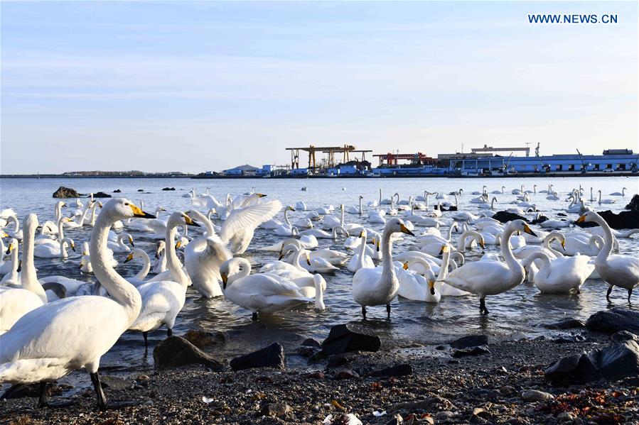 CHINA-SHANDONG-RONGCHENG-WHOOPER SWANS (CN)