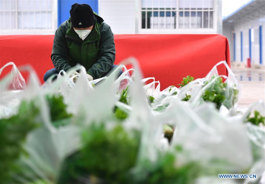 CHINA-HENAN-XINYANG-VEGETABLE SUPPLY (CN)