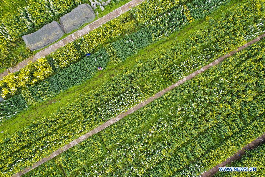 CHINA-CHONGQING-RAPESEED PLANTING (CN)