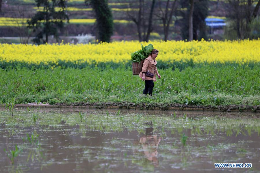 #CHINA-GUIZHOU-FARM WORK (CN)