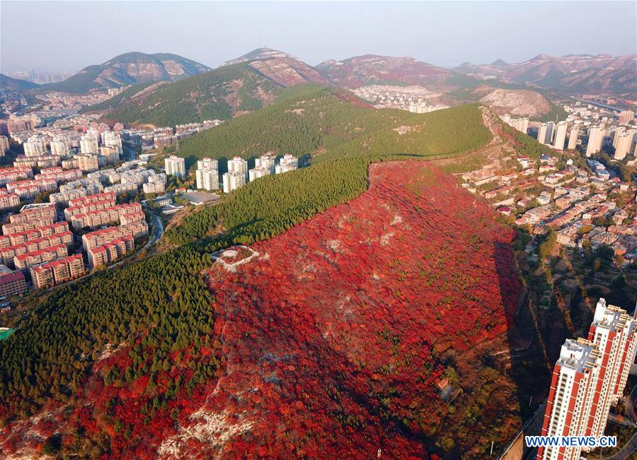 CHINA-SHANDONG-JINAN-AUTUMN SCENERY (CN)