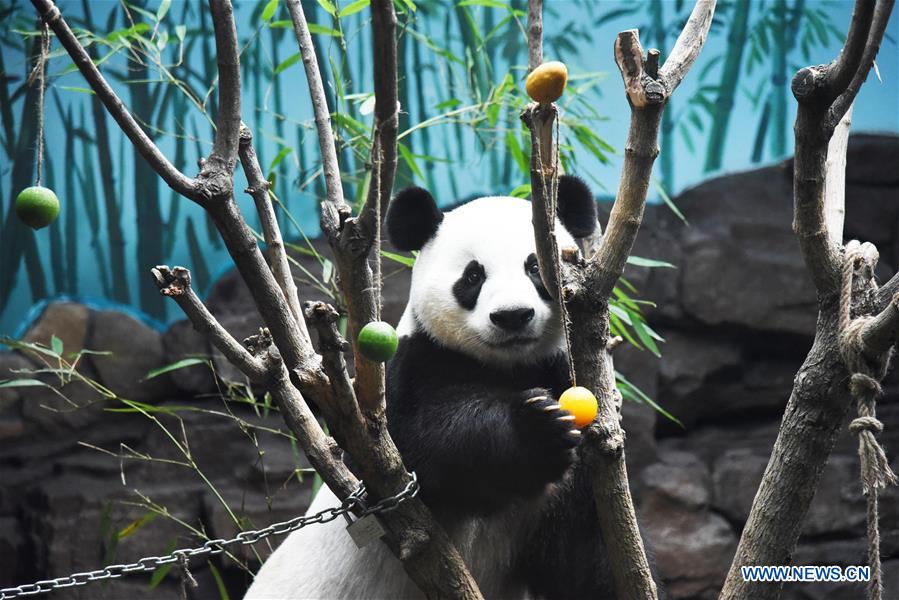 CHINA-JINAN-GIANT PANDA-SUMMER (CN)