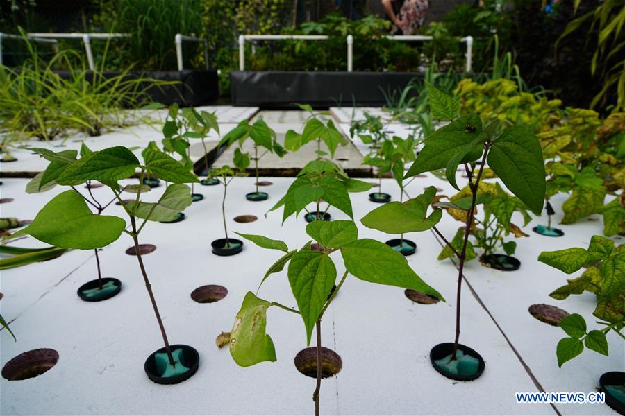 U.S.-NEW YORK-AQUAPONICS FARM