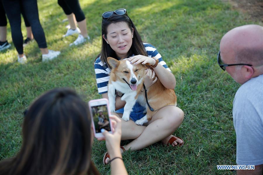 U.S.-WASHINGTON D.C.-CORGIS 