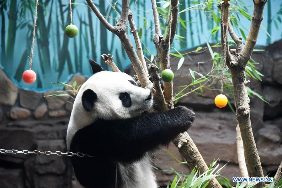 CHINA-JINAN-GIANT PANDA-SUMMER (CN)