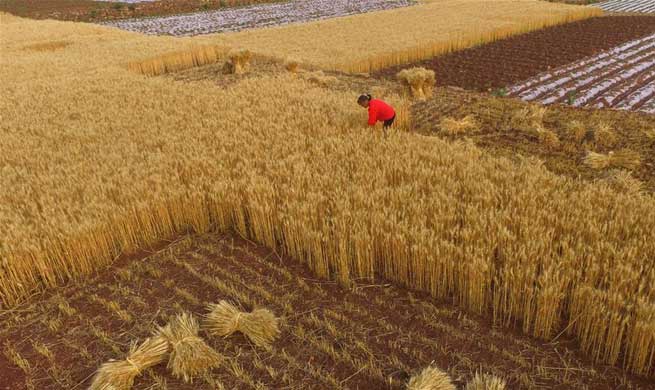 Wheat harvest season comes in China