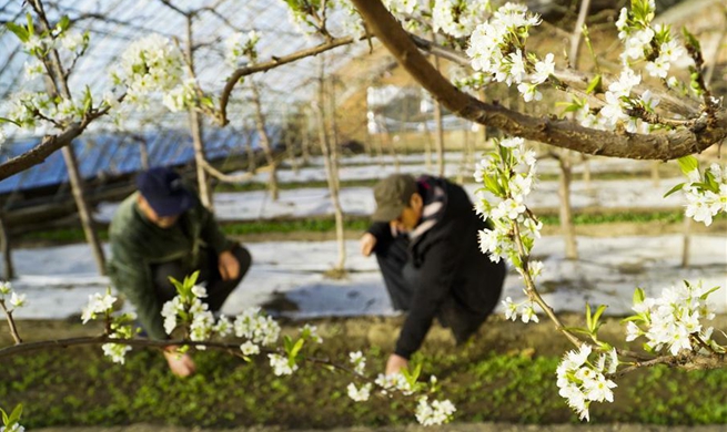 In pics: view inside greenhouses in N China's Hebei