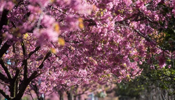 Scenery of winter cherry blossoms in China's Kunming