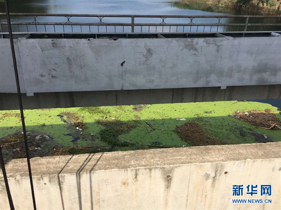 （新华视点·图文互动）（2）上游洪水来袭下游鱼蟹死亡，泄洪为何变泄污？