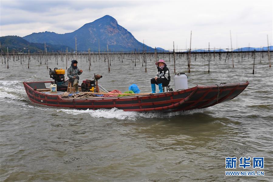 （经济）（3）福建霞浦：渔民海上忙冬播 