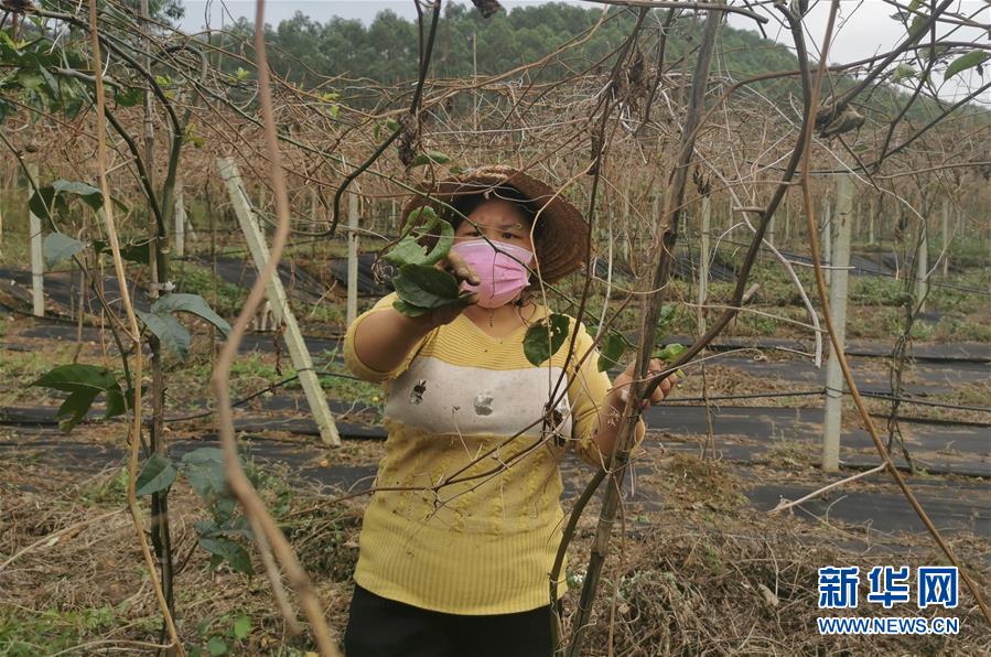 （图文互动）（3）与疫情抗争 与春光同行——广西农村春耕备耕一线观察