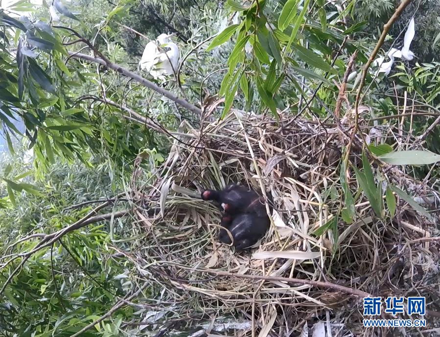 （图文互动）（2）云南大理首次记录到珍稀物种彩鹮自然繁殖