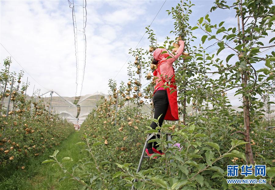 （走向我们的小康生活·图文互动）（3）西海固换了新模样