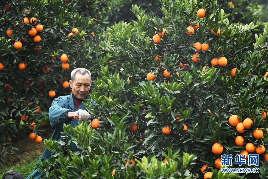 （新华全媒头条·走向我们的小康生活·图文互动）（9）大城大乡的“幸福协奏曲”——重庆推动高质量发展创造高品质生活纪事