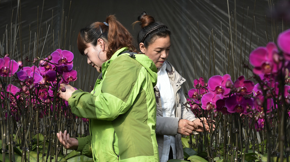 花香迎佳节