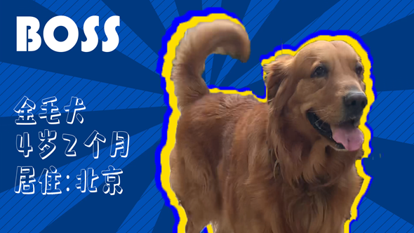 有效拴绳&科学遛狗——如何文明养犬？“捡屎官”们快看过来！