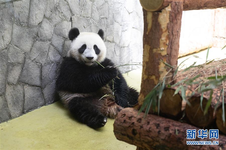 （习近平出访配合稿·图文互动）（4）通讯：“友谊使者”中国大熊猫入住莫斯科新家