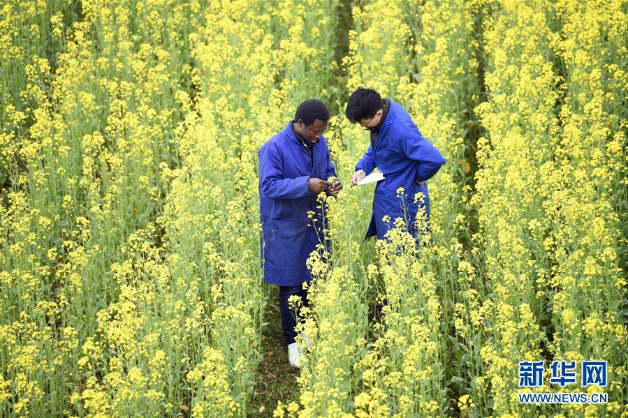 （在习近平新时代中国特色社会主义思想指引下——新时代新作为新篇章·总书记关切开放事·图文互动）（11）来中国“学种地”的“洋学生”