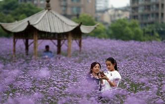 杭州：城市花海